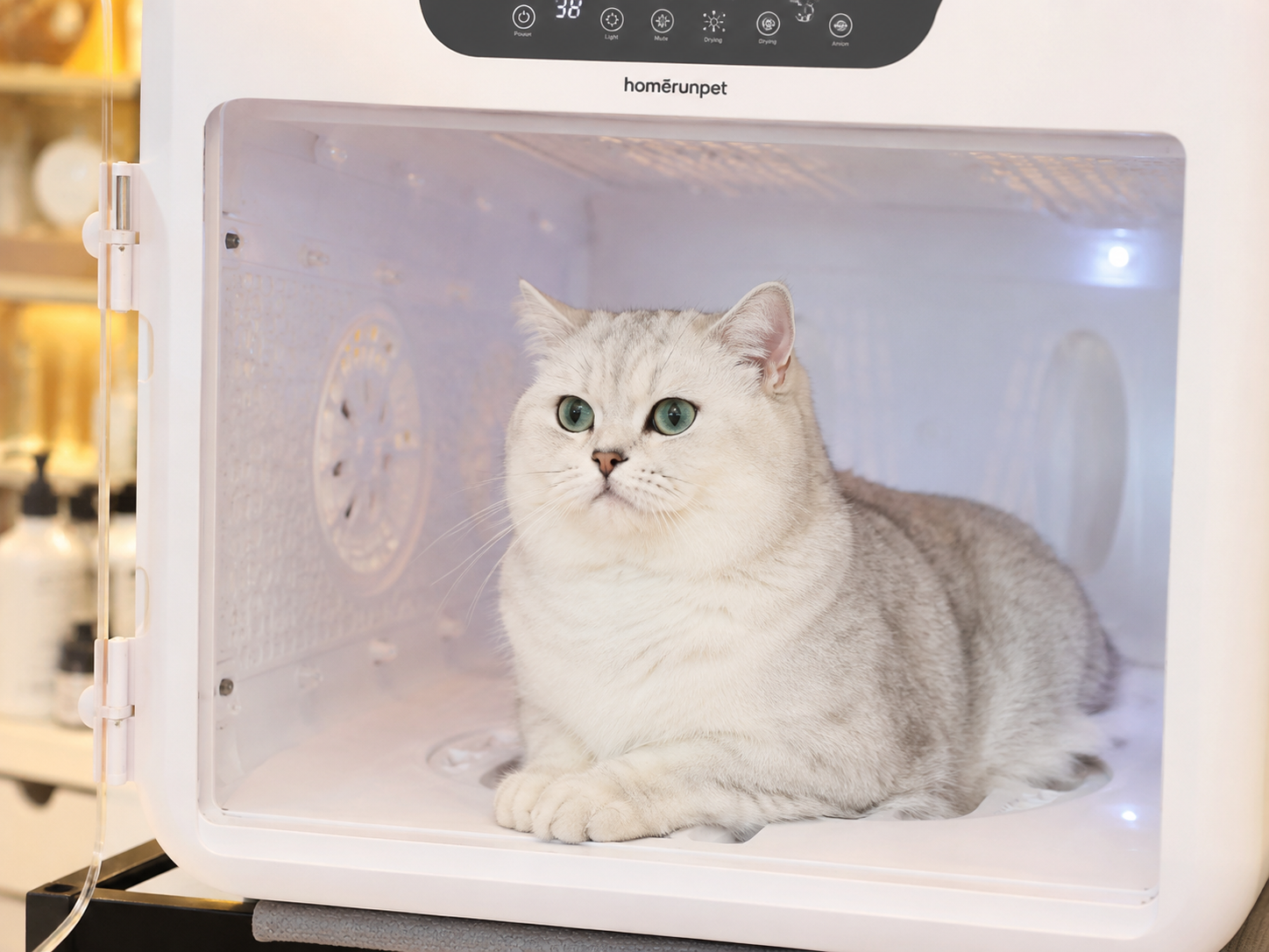 Silver shaded cat relaxing inside a professional pet dryer